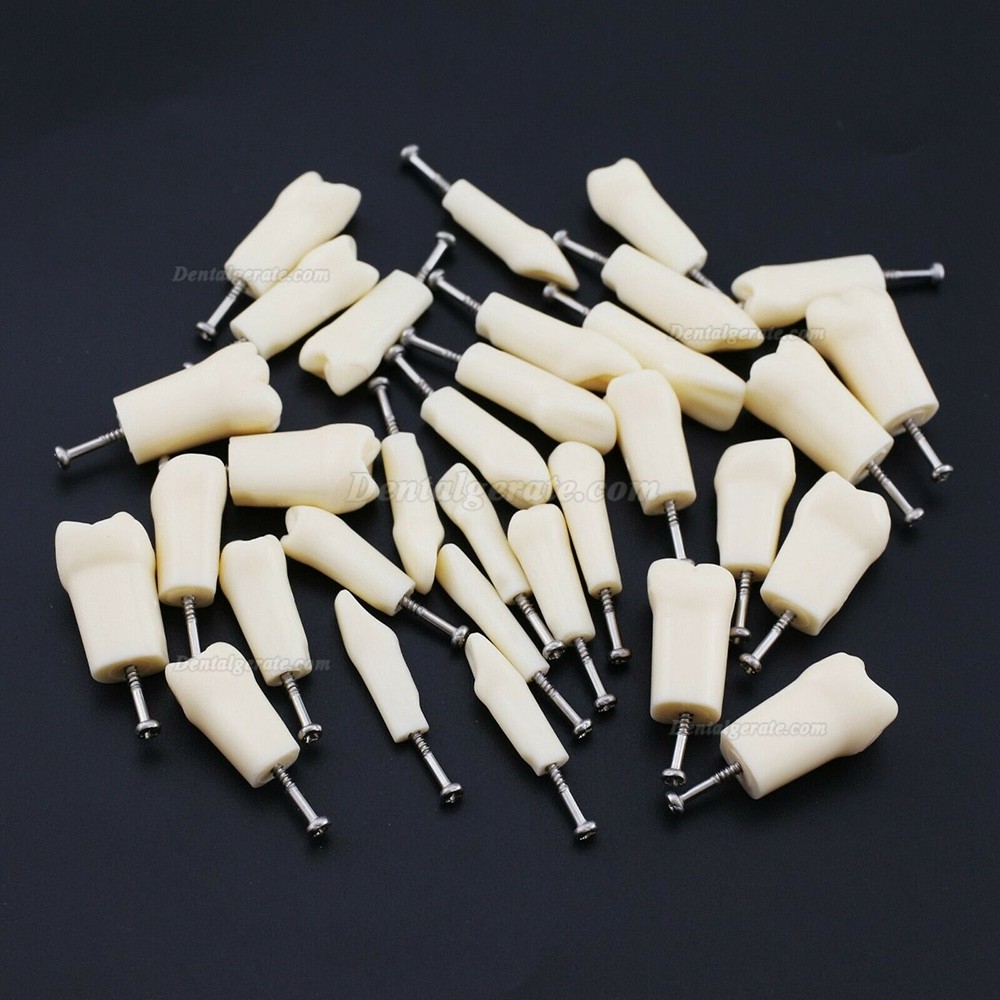 Dental Z&auml;hne Modell Typodont M8024/M8025 Kompatibel Nissin Kilgore 200